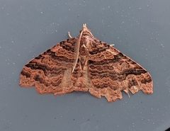 Austrocidaria parora