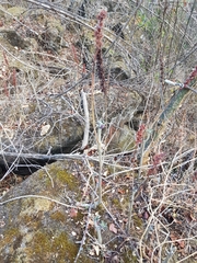 Echeveria chapalensis