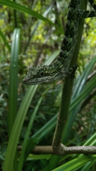 Pseudocalotes tympanistriga