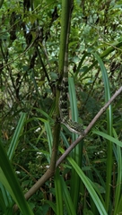 Pseudocalotes tympanistriga