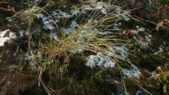 Muhlenbergia sylvatica