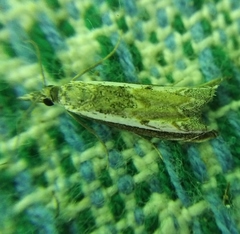 Platytes alpinella