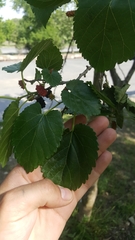 Morus nigra