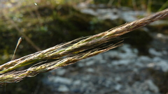 Muhlenbergia sylvatica