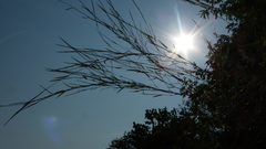 Muhlenbergia sylvatica