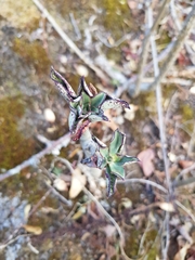 Echeveria chapalensis