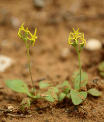 Manulea chrysantha