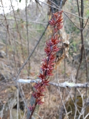 Echeveria chapalensis
