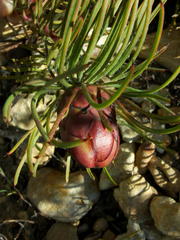 Protea witzenbergiana