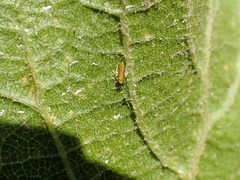 Erasmoneura variabilis