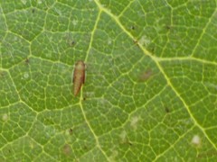 Erasmoneura variabilis