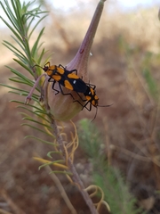 Oncopeltus spectabilis