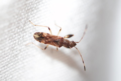 Neopamera albocincta