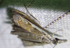 Platytes alpinella
