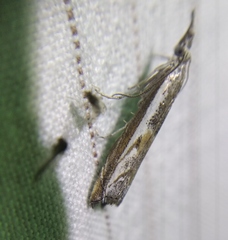 Platytes alpinella