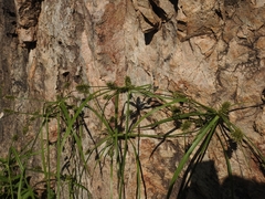 Cyperus dipsaceus
