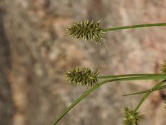 Cyperus dipsaceus