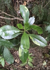 Corythoxestis zorionella