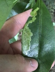 Corythoxestis zorionella