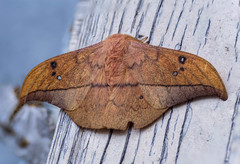 Cricula trifenestrata