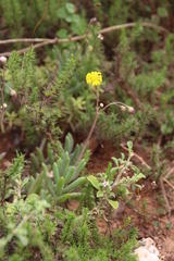 Crassothonna cacalioides