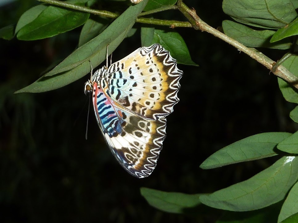 豹纹蛱蝶（Cethosia cyane）