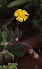 Crassothonna cacalioides