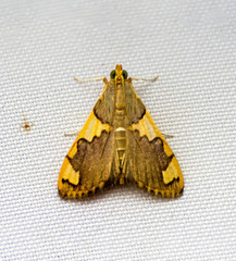 Rehimena phrynealis