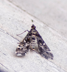 Diasemiopsis