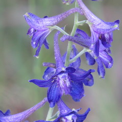 Delphinium scopulorum