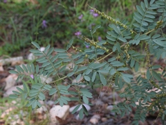 Indigofera sphaerocarpa