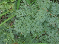 Mimosa aculeaticarpa biuncifera