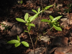 Frangula betulifolia