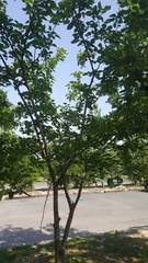 Morus nigra