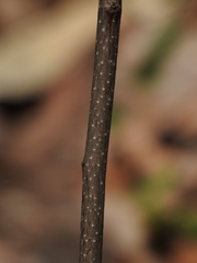 Frangula betulifolia