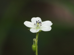 Geranium wislizeni