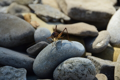 Diestrammena unicolor