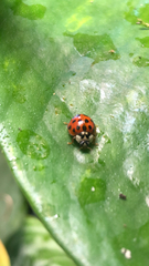 Harmonia axyridis