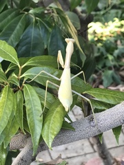 Stagmomantis