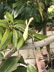 Stagmomantis