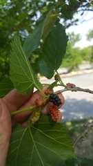 Morus nigra