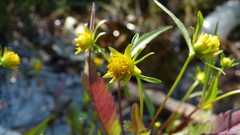 Bidens comosa