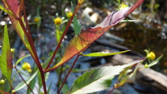 Bidens comosa