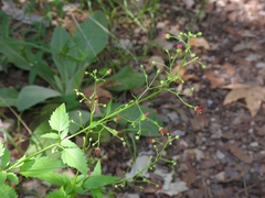 Scrophularia parviflora