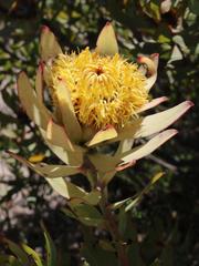 Leucadendron barkerae