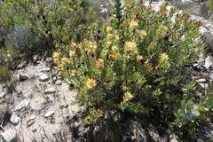 Leucadendron barkerae