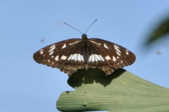 Limenitis doerriesi
