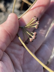 Funastrum angustissimum