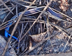 Plestiodon skiltonianus skiltonianus