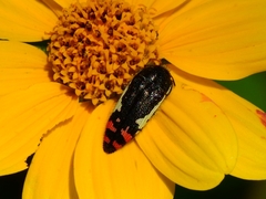 Acmaeodera chiricahuae